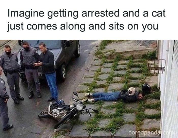 Hilarious-Animal-Memes