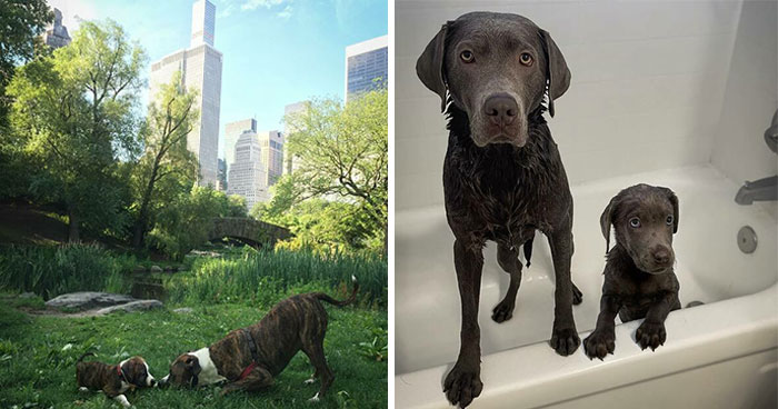 35 Heartwarming Photo Edits Bring Pets And Their Younger Versions Together, Made By This Artist (New Pics)