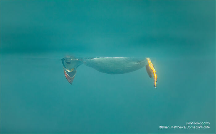 Underwater view of a penguin swimming with a fish in its beak featured in comedy wildlife photography awards.