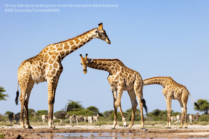 Three giraffes at a watering hole in a wildlife scene, featured in the Comedy Wildlife Photography Awards entries.