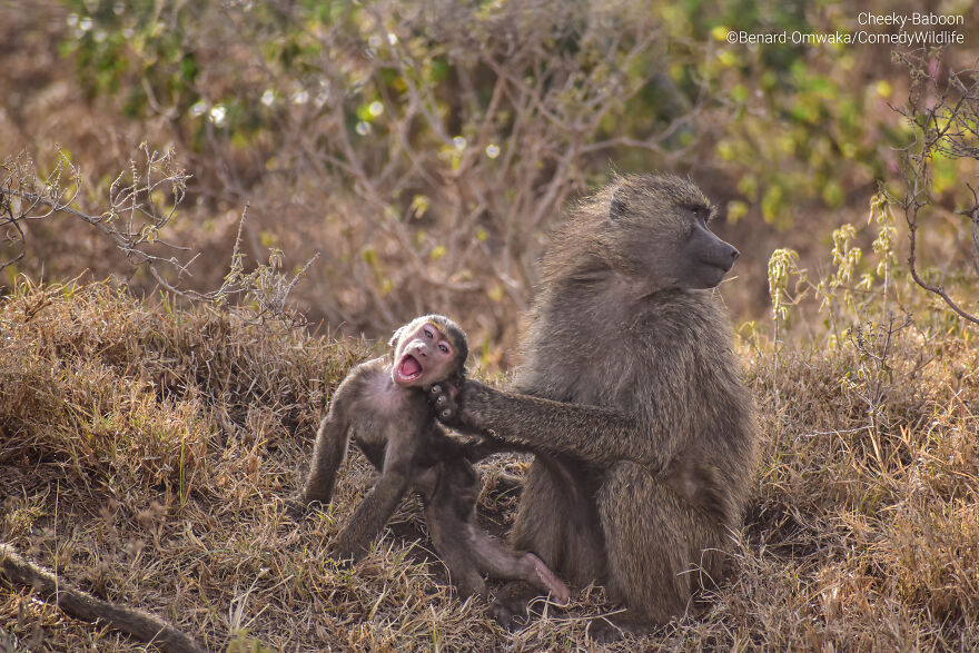 "Cheeky Baboon" By Benard Omwaka
