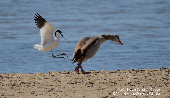 White bird landing behind an Egyptian Goose on the shore in a comedic wildlife photography awards entry.