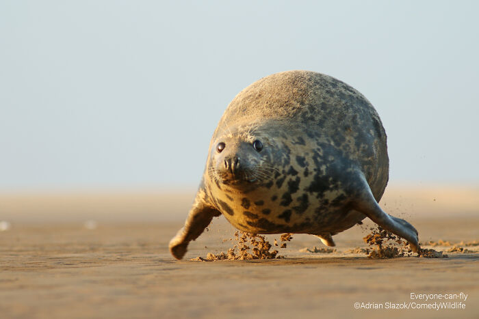 Seal with a surprised expression running across the beach in one of the best comedy wildlife photography entries