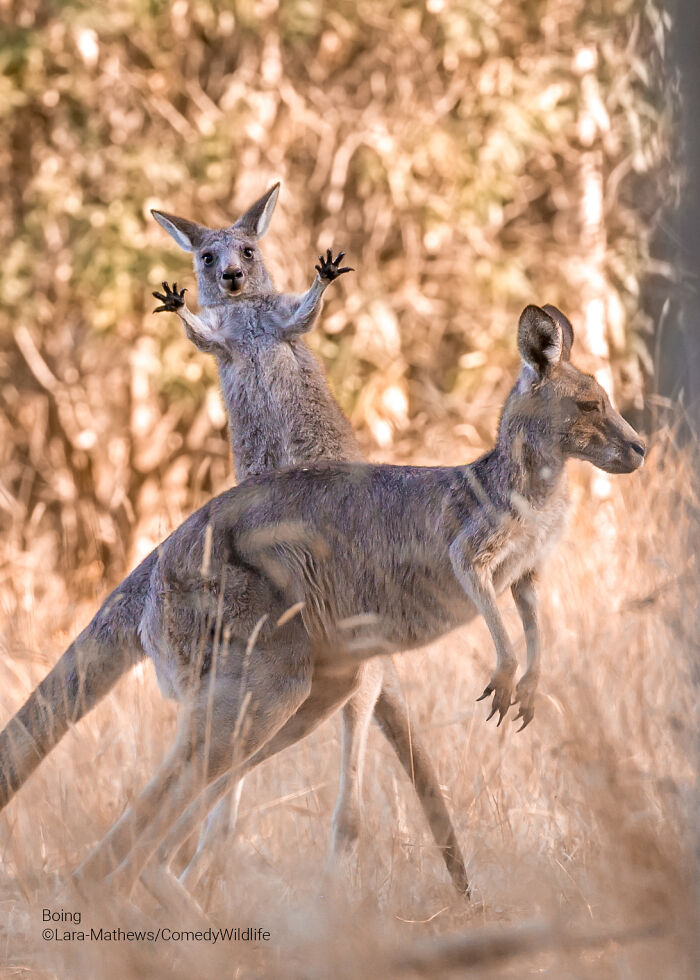 A kangaroo making a funny pose behind another kangaroo in a dry grassland, captured for comedy wildlife photography awards.
