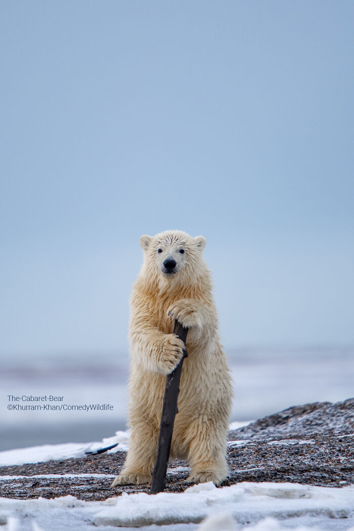 Polar bear cub standing upright holding a stick in snowy landscape, one of the best comedy wildlife photography entries.