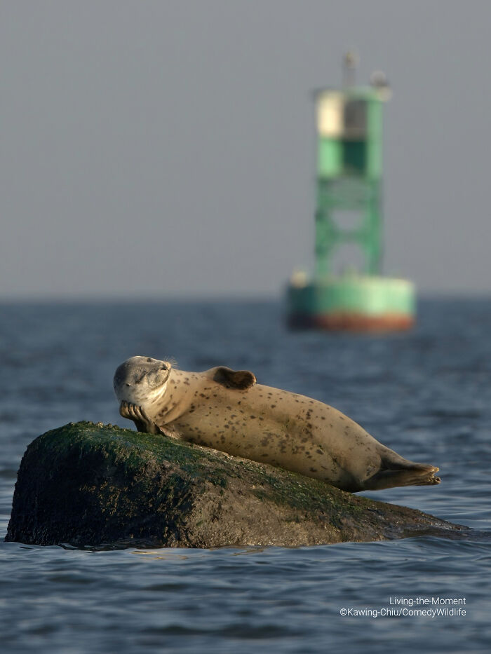 Seal resting on a rock in the ocean with a buoy in the background, showcasing comedy wildlife photography entries.
