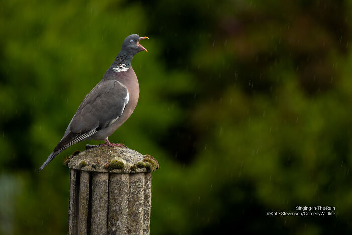 Pigeon perched on a post with beak open in the rain, humorous wildlife moment from comedy wildlife photography awards.