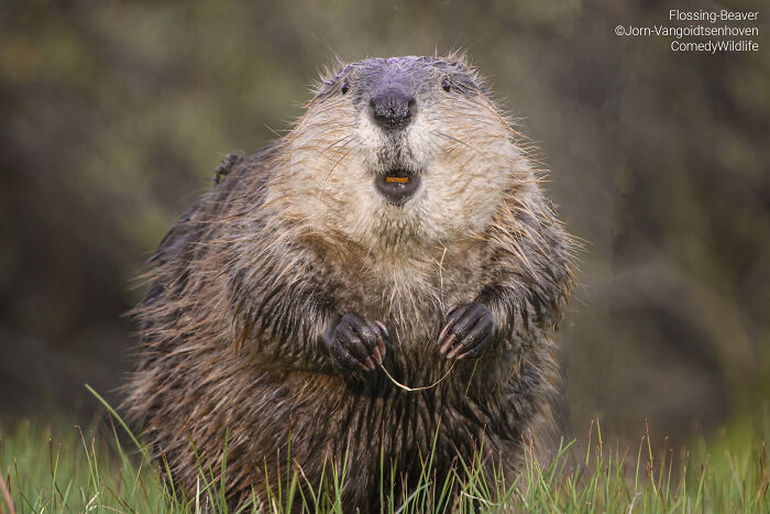Beaver standing on grass with funny expression, one of the best entries in comedy wildlife photography awards.