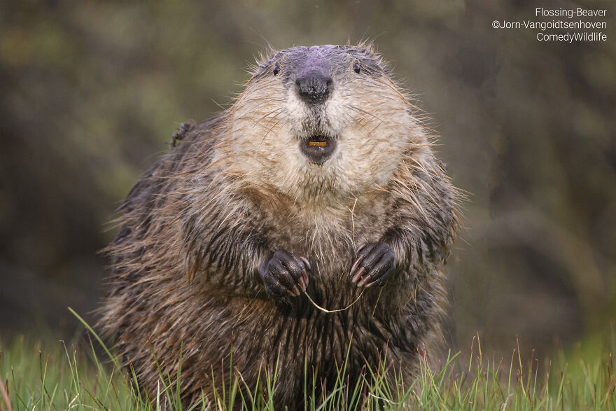 "Flossing Beaver" By Jorn Vangoidtsenhoven