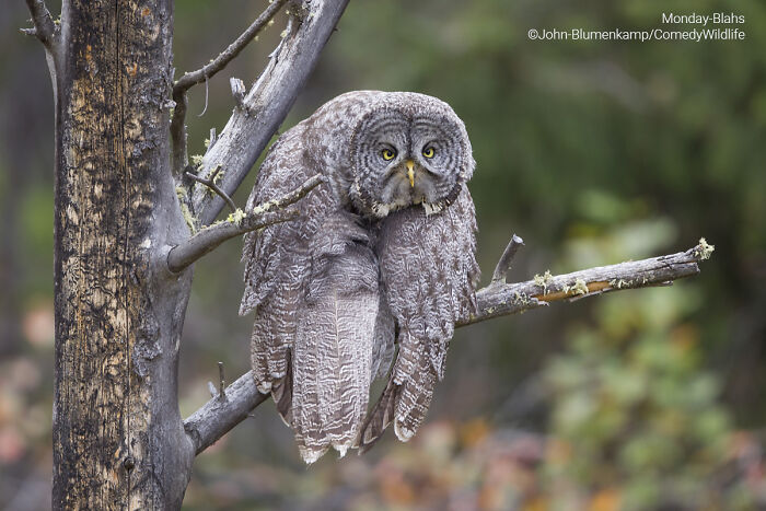Great gray owl perched on a branch in a forest, one of the best entries into comedy wildlife photography awards.
