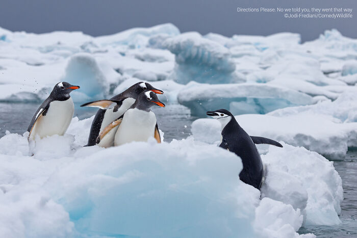 Group of penguins interacting on icy landscape, showcasing funny moments in wildlife photography awards entries.