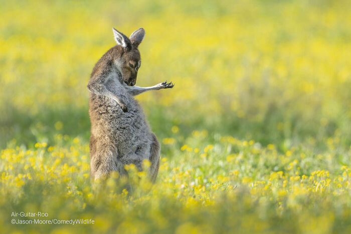 Kangaroo in a field of yellow flowers striking a playful pose in a top entry to the comedy wildlife photography awards.