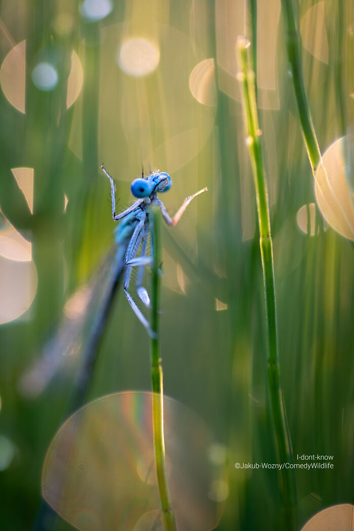 Blue damselfly perched on thin green grass stems, a creative wildlife photography entry with soft bokeh background.