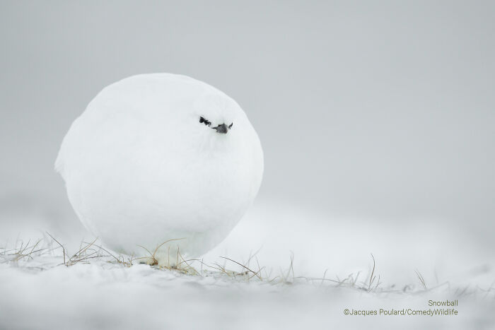 Round white bird blending with snowy background, showcasing unique wildlife humor in popular comedy wildlife photography awards.