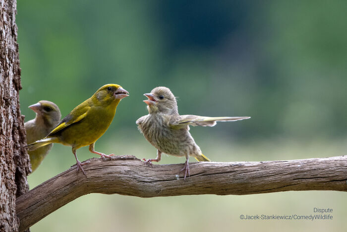 Three small birds on a tree branch captured in a comedic wildlife photography award entry showing a dispute moment.