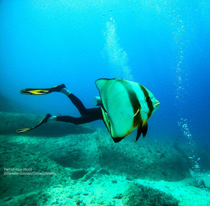 Underwater scene showing a diver next to a large fish, captured in a comedy wildlife photography award entry.