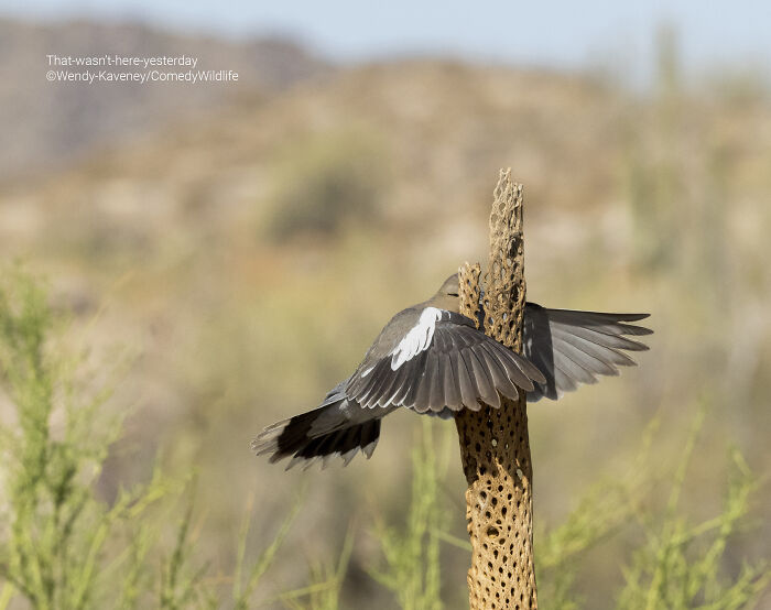 Bird with wings outstretched on a cactus in a natural habitat captured in comedy wildlife photography awards entry.