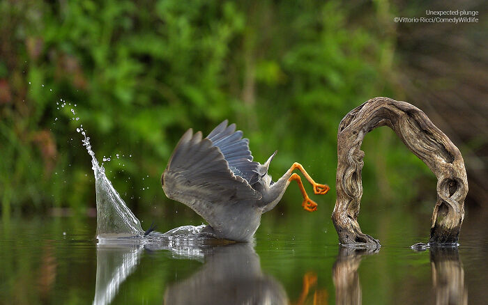 A bird flapping its wings and splashing water near a wooden arch in a natural setting, comedy wildlife photography.