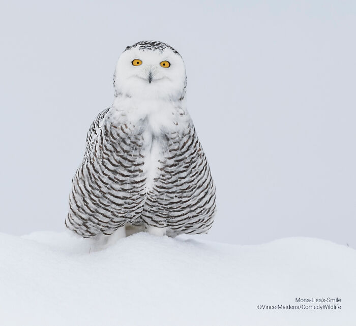 Snowy owl standing on snow with wide eyes, featured in the best entries of the comedy wildlife photography awards.