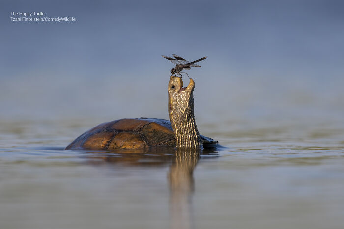 Turtle raising head above water with a dragonfly perched on its nose, a humorous wildlife photography moment.