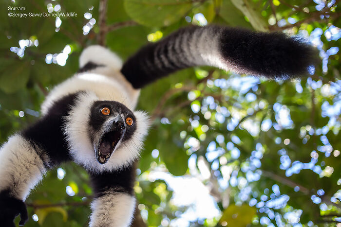 Black and white lemur with wide eyes and open mouth captured in a funny wildlife photography awards entry.