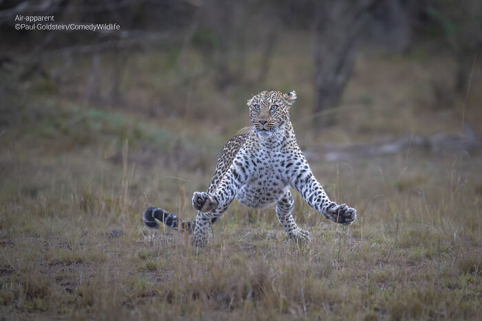 Leopard captured mid-air in a humorous pose, one of the best entries into comedy wildlife photography awards.