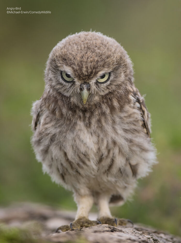 Close-up of a small owl with a fierce expression, featured among the best entries in comedy wildlife photography awards.