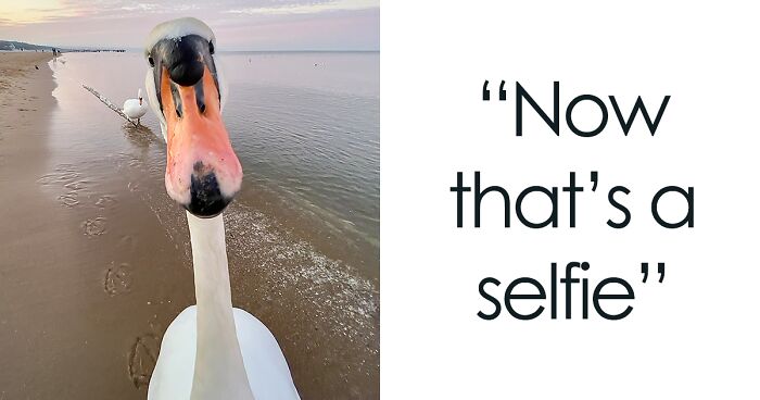 41 Of The Best Entries Into The Comedy Wildlife Photography Awards (2023 Edition)