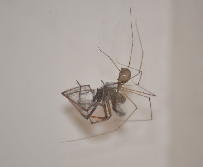 Getting the Facts Straight: 33 Common Beliefs That Are Actually Untrue