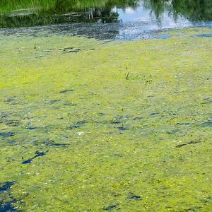 elizabethwong avatar