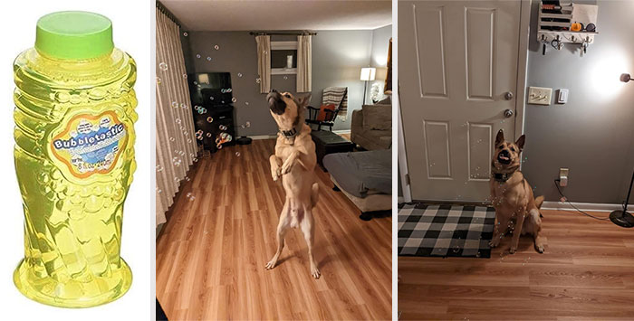 Bubbletastic Dog Bubbles: For a fun-filled playtime, because its irresistible bacon scent and non-toxic formula ensures that your pup can safely enjoy hours of chasing and popping bubbles, while you enjoy their delight!