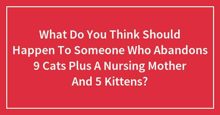What Do You Think Should Happen To Someone Who Abandons 9 Cats Plus A Nursing Mother And 5 Kittens?