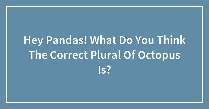Hey Pandas! What Do You Think The Correct Plural Of Octopus Is?