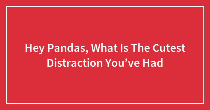 Hey Pandas, What Is The Cutest Distraction You’ve Had