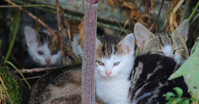 Our Story Of Adopting Two Feral Kittens