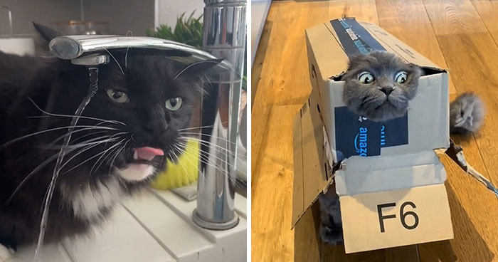 People Are Sharing Their Pets’ Silliest Moments They Are Definitely Not Proud Of For This New Trend