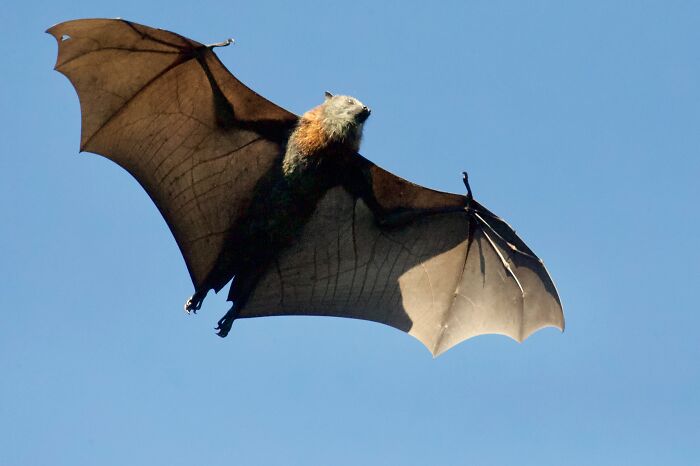 Bat flying