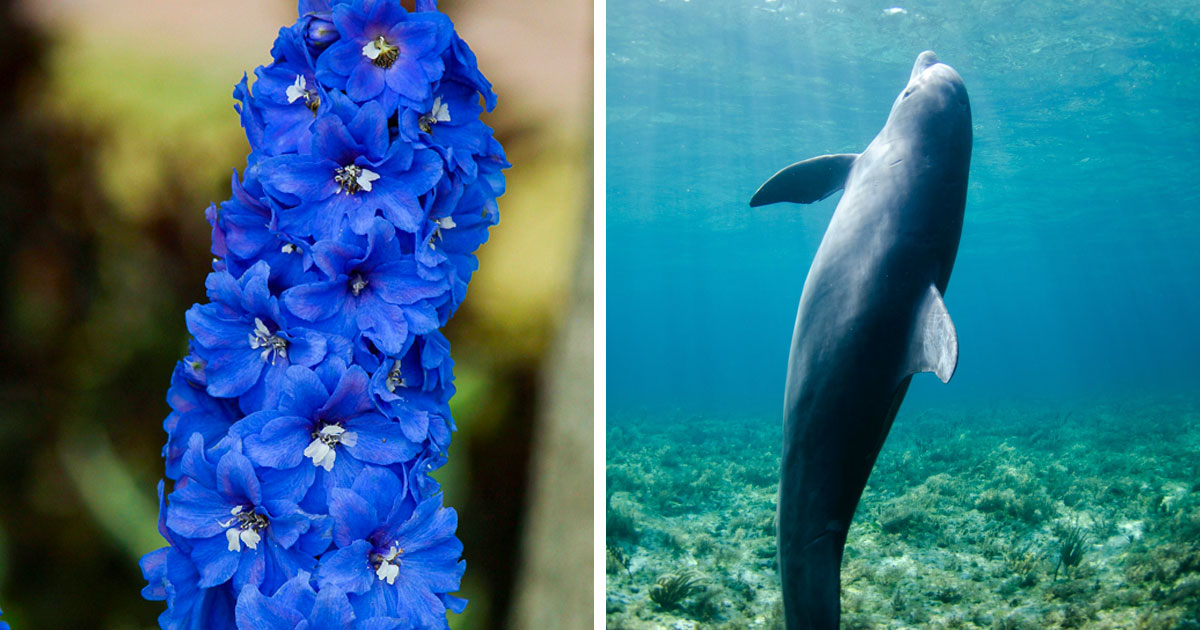 Blue delphinium flower and dolphin in the water Blue delphinium flower and dolphin in the water