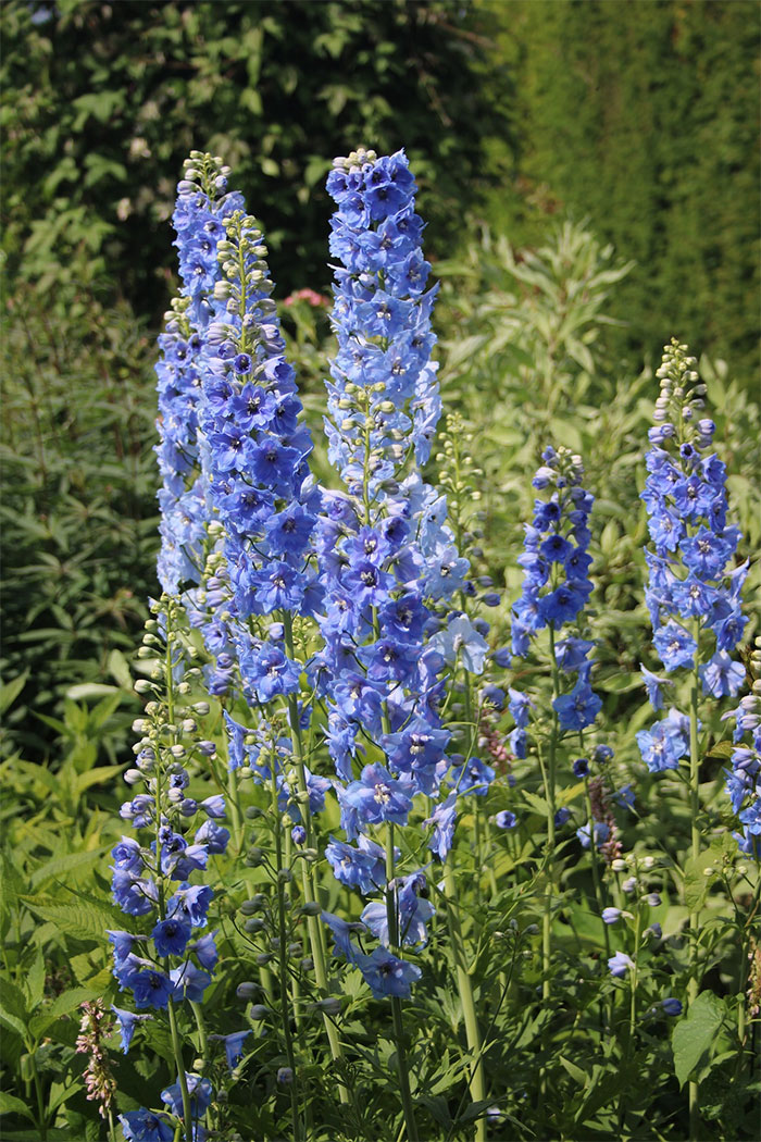 tall blue delphiniums in a field tall blue delphiniums in a field