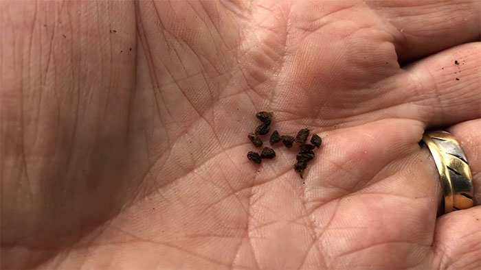 Delphinium seeds in a person’s hand Delphinium seeds in a person’s hand