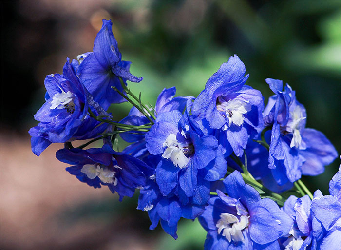 A close-up of dark blue delphinium flowers A close-up of dark blue delphinium flowers