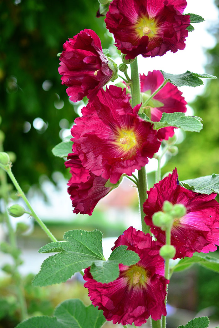a close-up of red hollyhock flowers a close-up of red hollyhock flowers