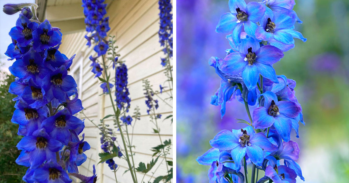 bright blue delphinium stalks near a house with a close-up of Larkspur delphinium bright blue delphinium stalks near a house with a close-up of Larkspur delphinium