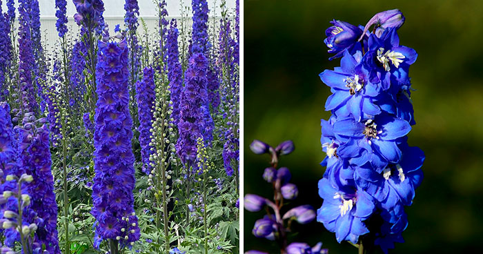 The Art of Planting, Growing, and Caring for a Delphinium