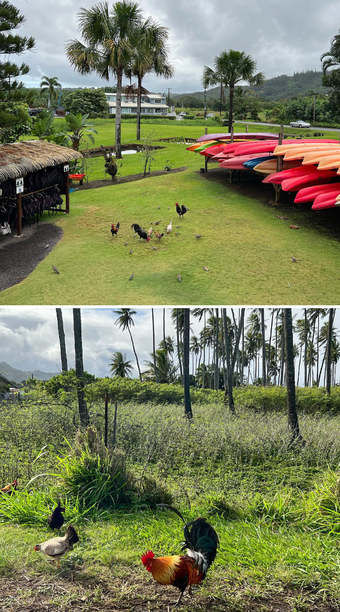 I Legit Tried To Count All The Chickens I Saw In Kauai. There Were So Many It Was Nearly Impossible. I Stopped Four Days In At 350 Chickens