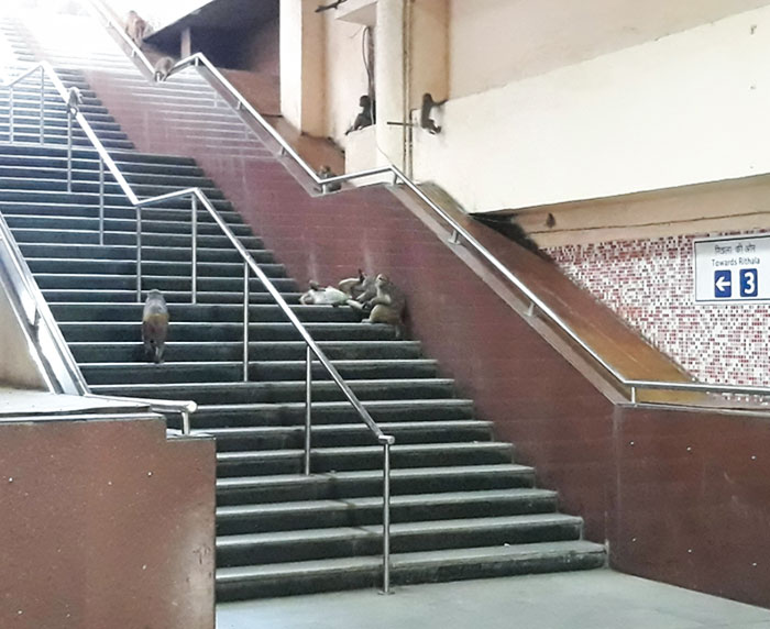 I'm Going To Be Late Because Of These Monkeys. Delhi, India