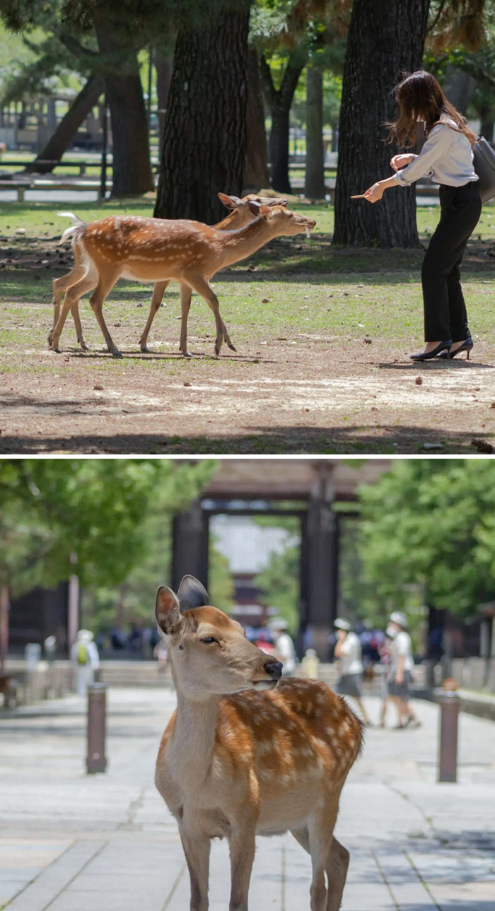 Wild Deers Freely Roaming The Streets Of Nara, Japan