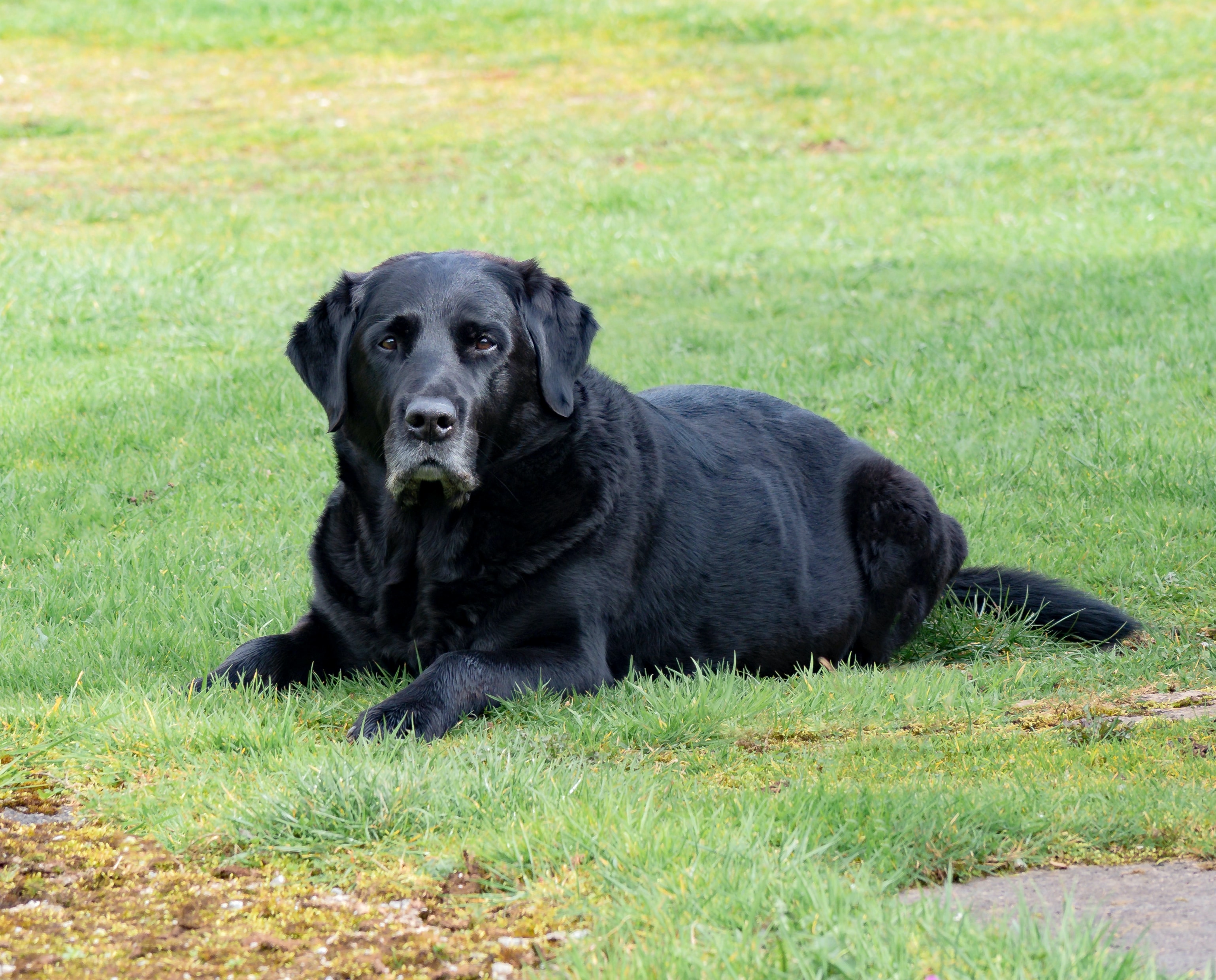 Elderly black labrador lying on lush green grass, reflecting on life's end. Elderly black labrador lying on lush green grass, reflecting on life's end.
