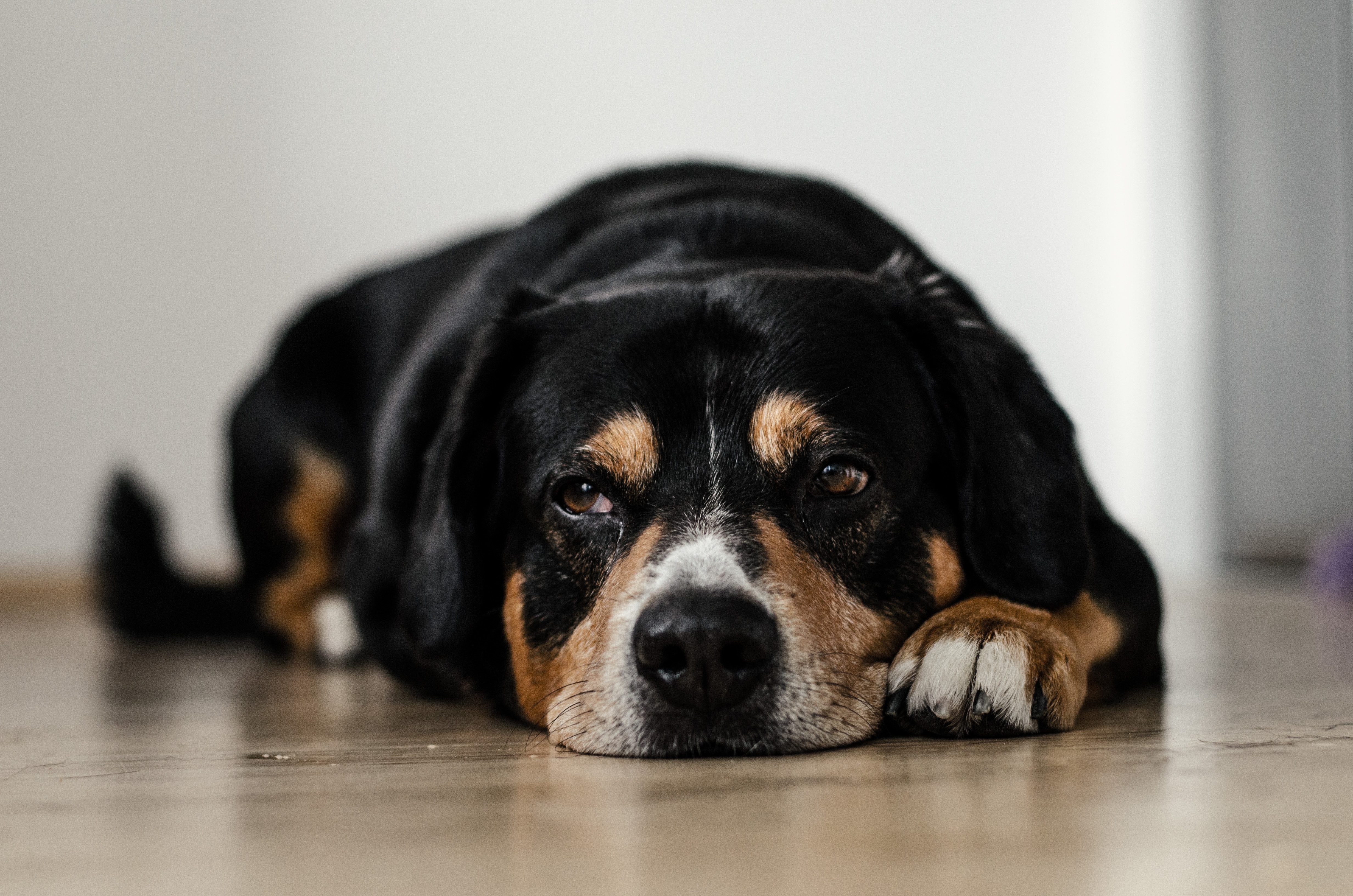 A dog lying on the floor, appearing calm and reflective, capturing a moment of understanding and goodbye. A dog lying on the floor, appearing calm and reflective, capturing a moment of understanding and goodbye.