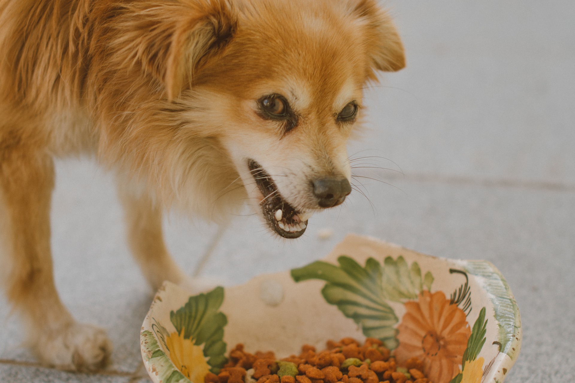 Dog showing food aggression near a bowl of kibble.